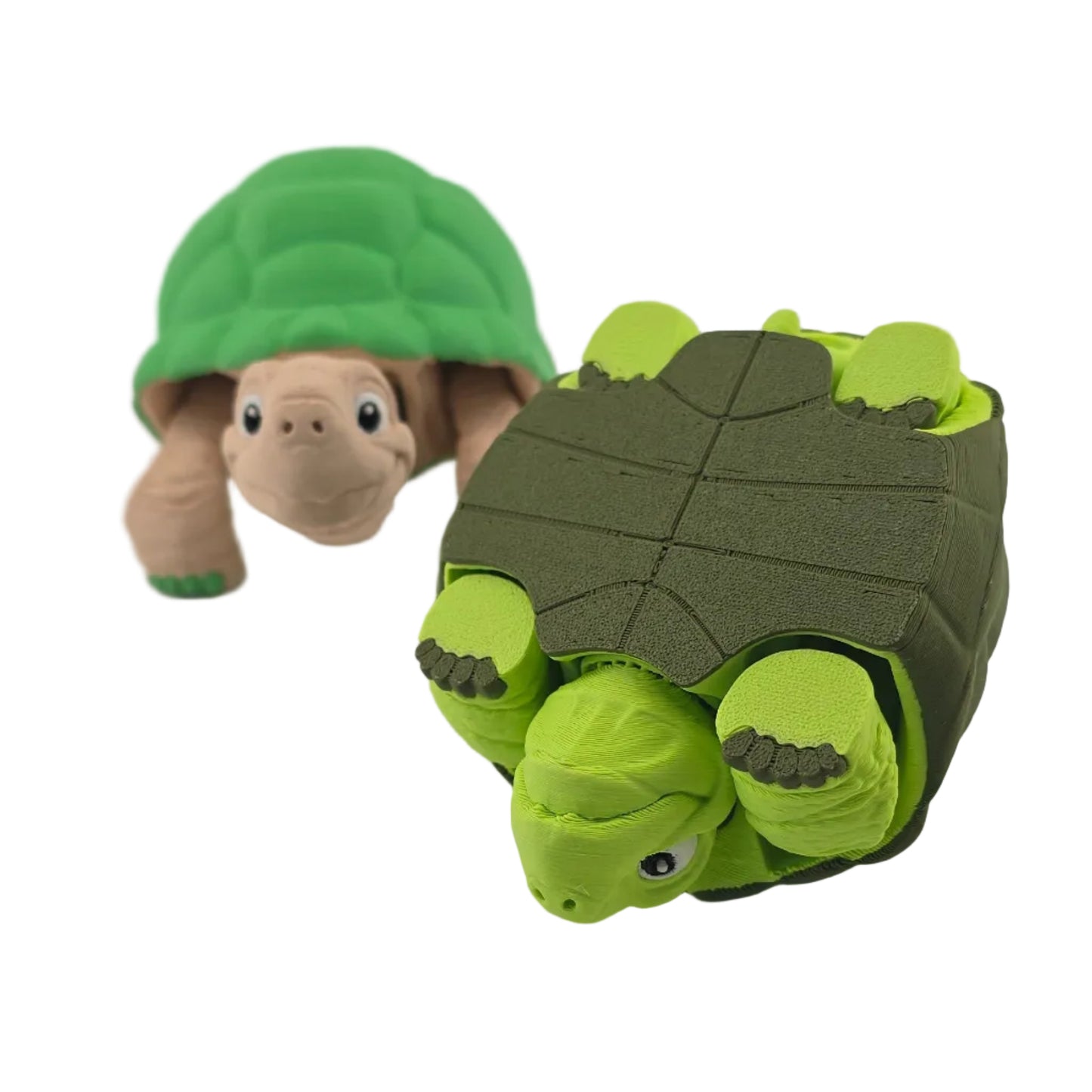 Tortoise